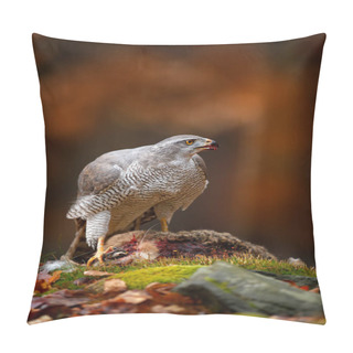Personality  Goshawk Feeding On Killed Hare In Autumn Forest, Wildlife Scene From Nature  Pillow Covers