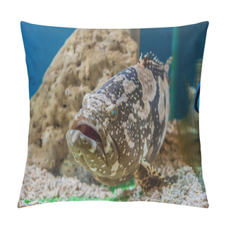 Personality  Giant Grouper Or Queensland Grouper In Tank. Pillow Covers