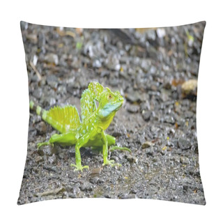 Personality  A Plumed Basilisk, Basiliscus Plumifrons, On A Forest Floor.  Pillow Covers