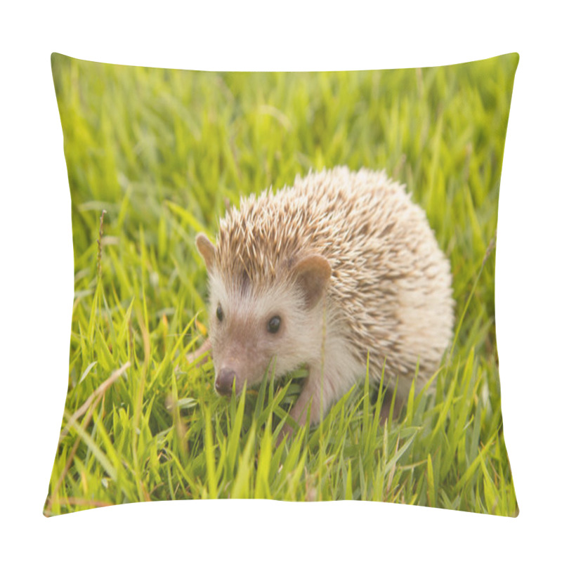 Personality  Hedgehog , African pygmy hedgehog pillow covers
