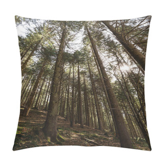 Personality  Low Angle View Of Spruce Forest With Sunshine  Pillow Covers