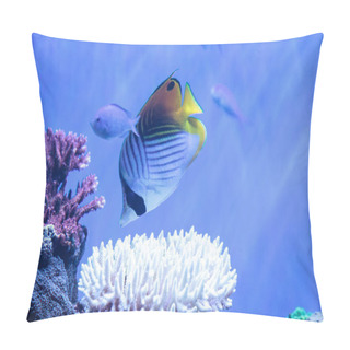 Personality  Raccoon Butterflyfish Chaetodon Lunula Pillow Covers