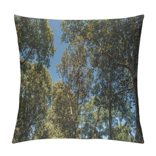 Personality  Low Angle View Of Trees And Lantern With Blue Sky At Background  Pillow Covers