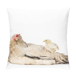 Personality  Cute Little Chicken Standing On Hen Isolated On White  Pillow Covers