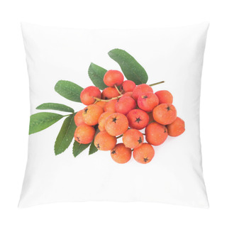 Personality  Rowan Berries Isolated Pillow Covers