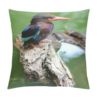 Personality   Javan Kingfisher Prowls The Bushes For Prey. This Carnivorous Bird Has The Scientific Name Halcyon Cyanoventris. Pillow Covers