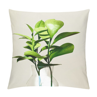 Personality  Green Plants With Leaves In Glass Vase Near White Wall Pillow Covers