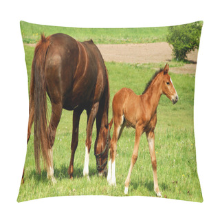 Personality  Horse With A Foal Pillow Covers