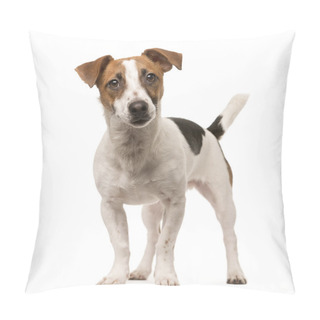Personality  Jack Russell Looking At The Camera, Isolated On White Pillow Covers