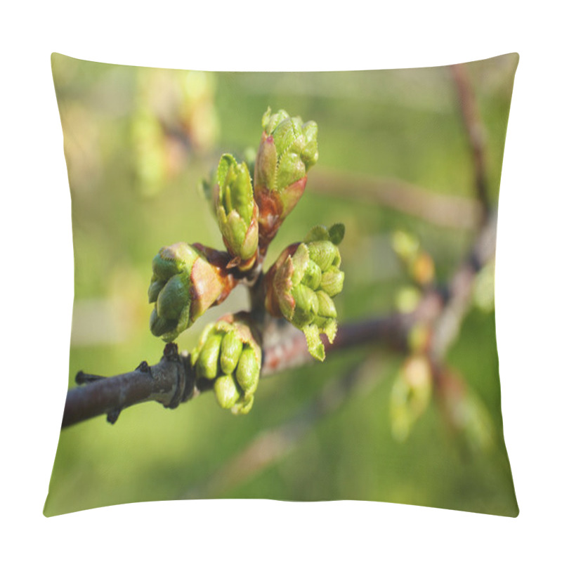 Personality  Spring buds on tree twigs close up pillow covers