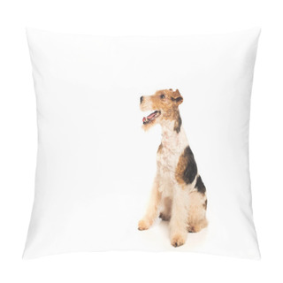 Personality  Curly Wirehaired Fox Terrier With Open Mouth Sitting On White Pillow Covers
