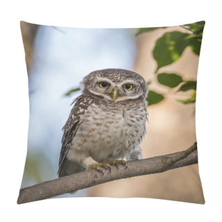 Personality  Spotted Owlet  ( Athene Brama ) On The Branches Of Trees. Pillow Covers