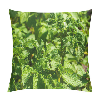Personality  A Cluster Of Potato Plants, Their Green Leaves Detailed And Thriving. Pillow Covers