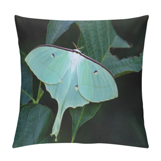 Personality  Chinese Moon Moth - Actias Ningpoana, Beatiful Yellow Green Moth From Asian Forests, China. Pillow Covers