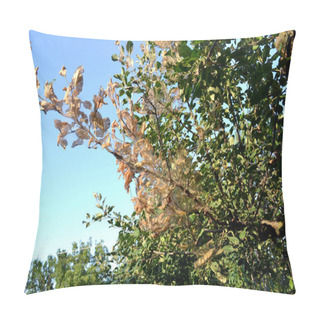 Personality  Summer Abstract Background Of Nature. Apple Tree. Malus. Spider Web On A Apple Tree. Caterpillars. Pests On Apple Tree Branches. Summer, Seasons. Gardening. Natural Pillow Covers