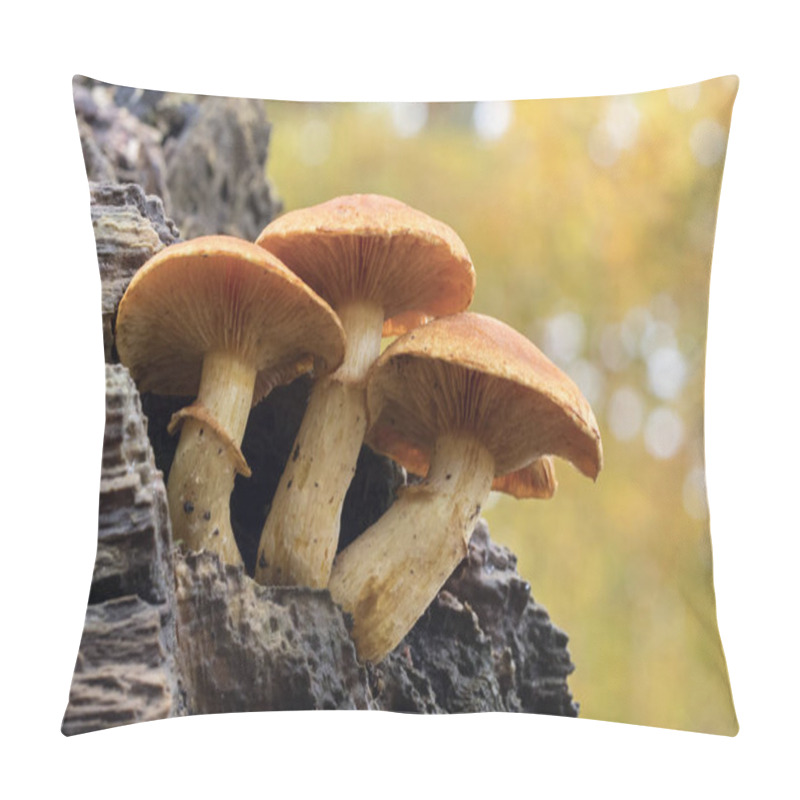 Personality  photo of Mushroom in forest pillow covers