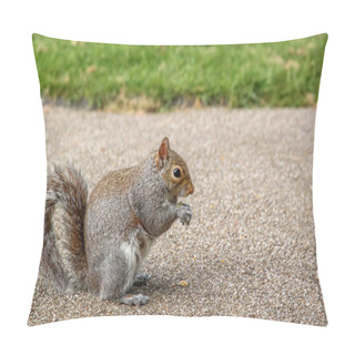 Personality  Squirrel Eating Nut Pillow Covers