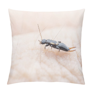 Personality  Young Earwig Dermaptera Insect Crawling On The Human Arm. Pillow Covers