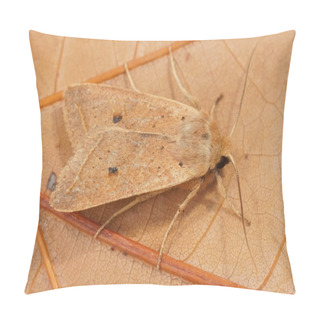 Personality  Detailed Closeup On The Yellow-line Quaker Owlet Moth, Agrochola Macilenta Pillow Covers