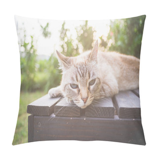 Personality  Cat Lying On A Wooden Bench In Backlight Pillow Covers