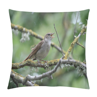 Personality  Nightingale, Luscinia Megarhynchos  Pillow Covers