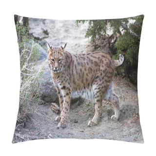 Personality  Lynx Pillow Covers