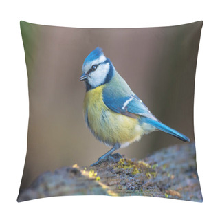 Personality  Eurasian Blue Tit Posing On Old Wooden Snag At Spring  Pillow Covers