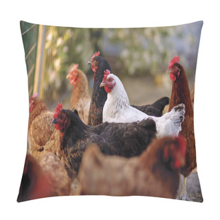Personality  Traditional Free Range Poultry Farming Pillow Covers