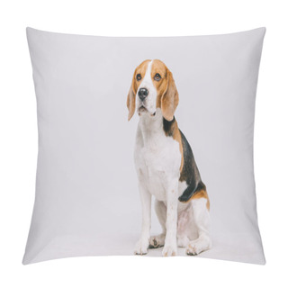 Personality  Cute Beagle Dog Sitting On Table On Grey Background Pillow Covers