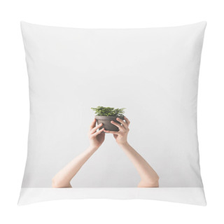 Personality  Cropped Shot Of Person Holding Tiny Potted Houseplant In Hands On White   Pillow Covers