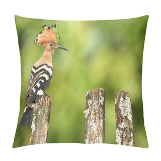 Personality   Eurasian Hoopoe Or Common Hoopoe In Natural Habitat Pillow Covers