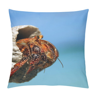 Personality  Hermit Crab & Amp  Blue Sky Pillow Covers