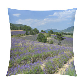 Personality  Fields Of Lavender Pillow Covers