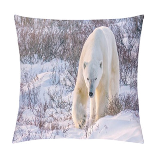 Personality  A Large Adult Male Polar Bear Walks Through Snow And Vegetation Toward The Camera In Soft Reddish Sunset Light, In Churchill, Manitoba, Canada. Pillow Covers