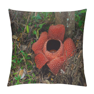 Personality  Rafflesia, The Biggest Flower In The World. This Species Located In Ranau Sabah, Borneo. Pillow Covers