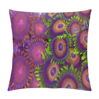 Personality  Contrasing Zoanthids Pillow Covers