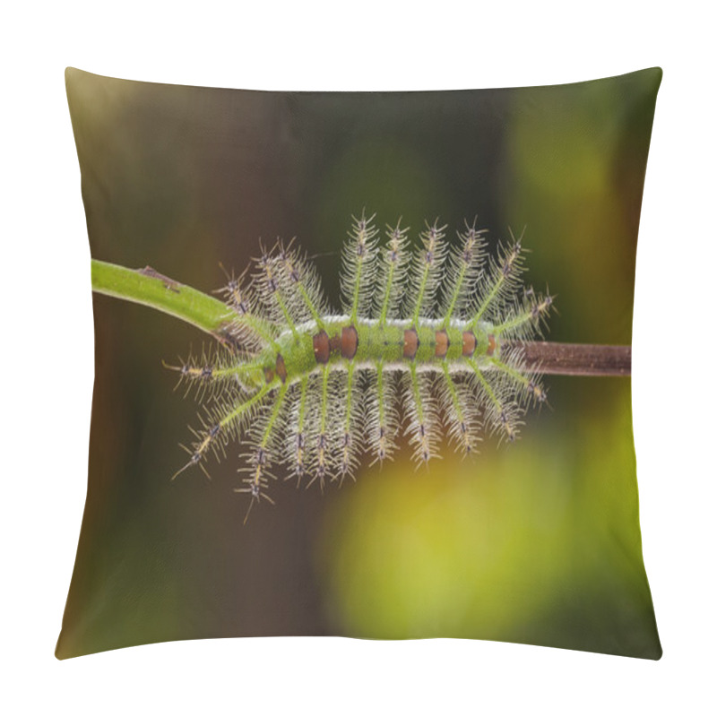 Personality  Pupa of COmmon Jay butterfly pillow covers