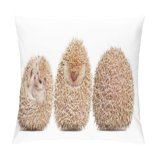 Personality  Four-toed Hedgehog, Atelerix Albiventris, Balled Up In Front Of White Background Pillow Covers