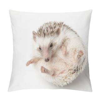 Personality  Cute African Dwarf Hedgehog Resting On White Background On Its Back Pillow Covers