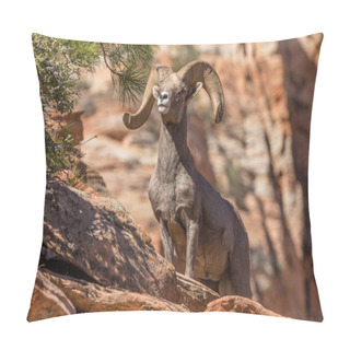 Personality  Desert Bighorn Sheep Ram Pillow Covers