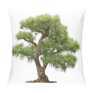 Personality  Bonsai, Pine Tree On White Background Pillow Covers