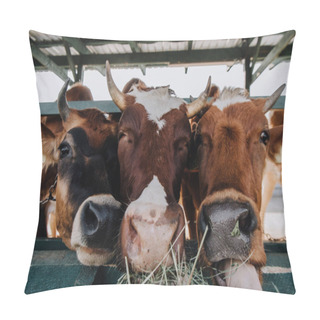 Personality  Brown Domestic Beautiful Cows Eating Hay In Stall At Farm Pillow Covers