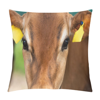 Personality  Close Up View Of Brown Calf Head With Yellow Tags In Years On Dairy Farm Pillow Covers