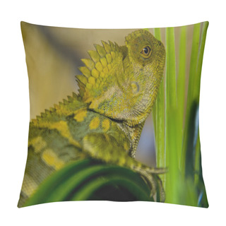 Personality  Reptile Pillow Covers
