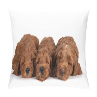 Personality  Row Of 3 Adorable Cobberdog Puppy Aka Labradoodle Dog, Sleeping. Isolated On A White Background. Pillow Covers