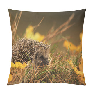 Personality  European Hedgehog (Erinaceus Europaeus) Is Looking For A Hiding Place Before The Start Of Winter Pillow Covers