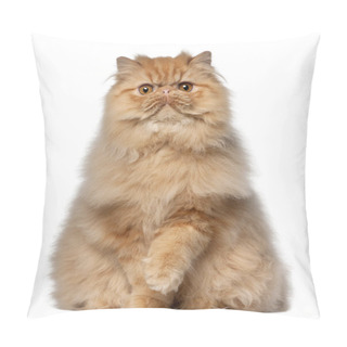 Personality  Portrait Of Persian Cat, 7 Months Old, Sitting In Front Of White Pillow Covers