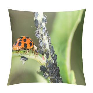 Personality  Biological Pest Control Pillow Covers