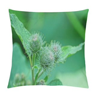 Personality  Burdock Green Buds On The Stem With Leaves In Nature Pillow Covers