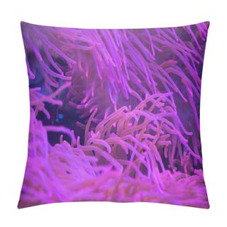 Personality  Red Sea Anemones On The Rocks, Aquarium Pillow Covers